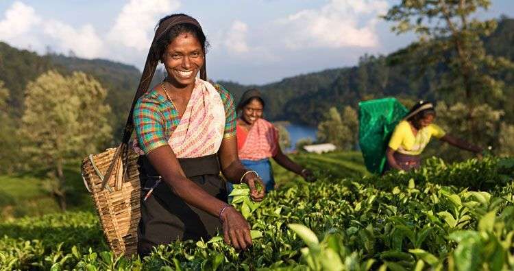 De theepluksters bij Nuwara Eliya gaan niet ontbreken in je rondreis<br>